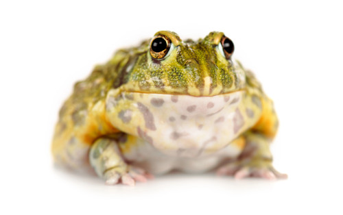 Einsendeformulare für tierärztliche Laboruntersuchungen - Amphibien