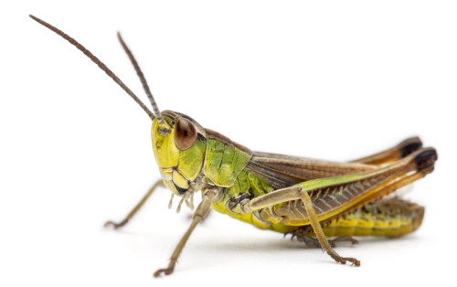 Einsendescheine für tierärtliche Laboruntersuchungen - Insekten