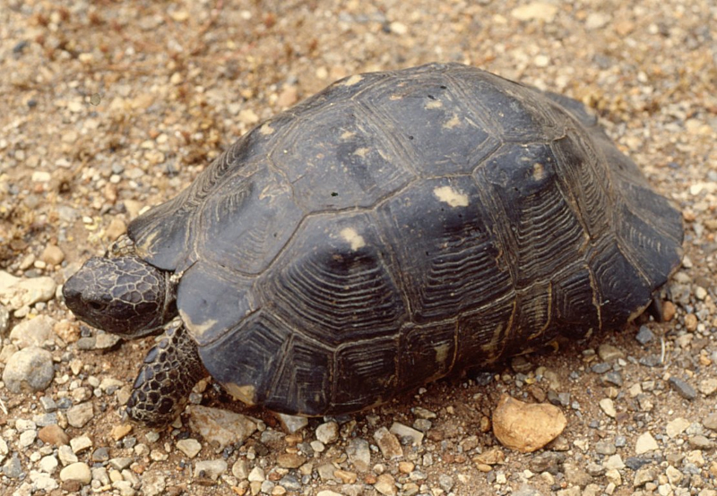 Oxyuriden bei Schildkröten